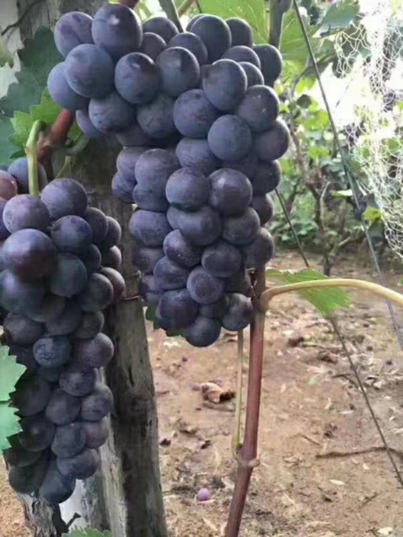 河北石家庄，巨峰，夏黑各种葡萄全国发货品质好