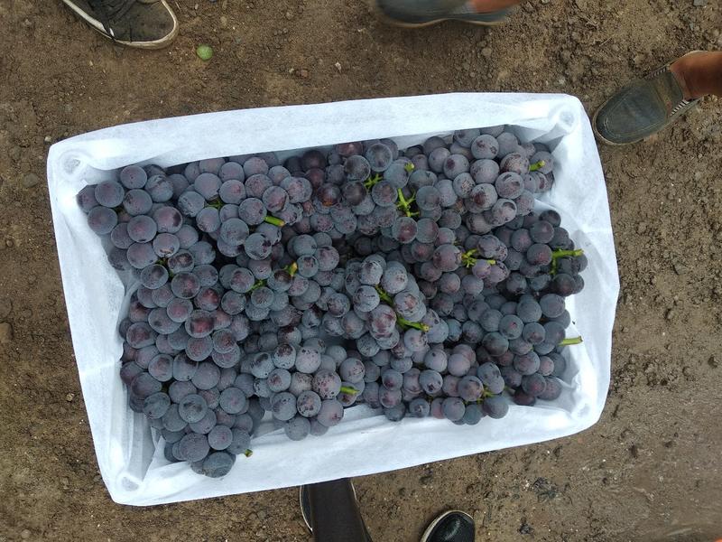 河北石家庄，巨峰，夏黑各种葡萄全国发货品质好