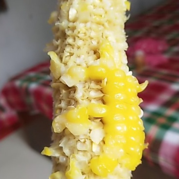 新鲜黏玉米