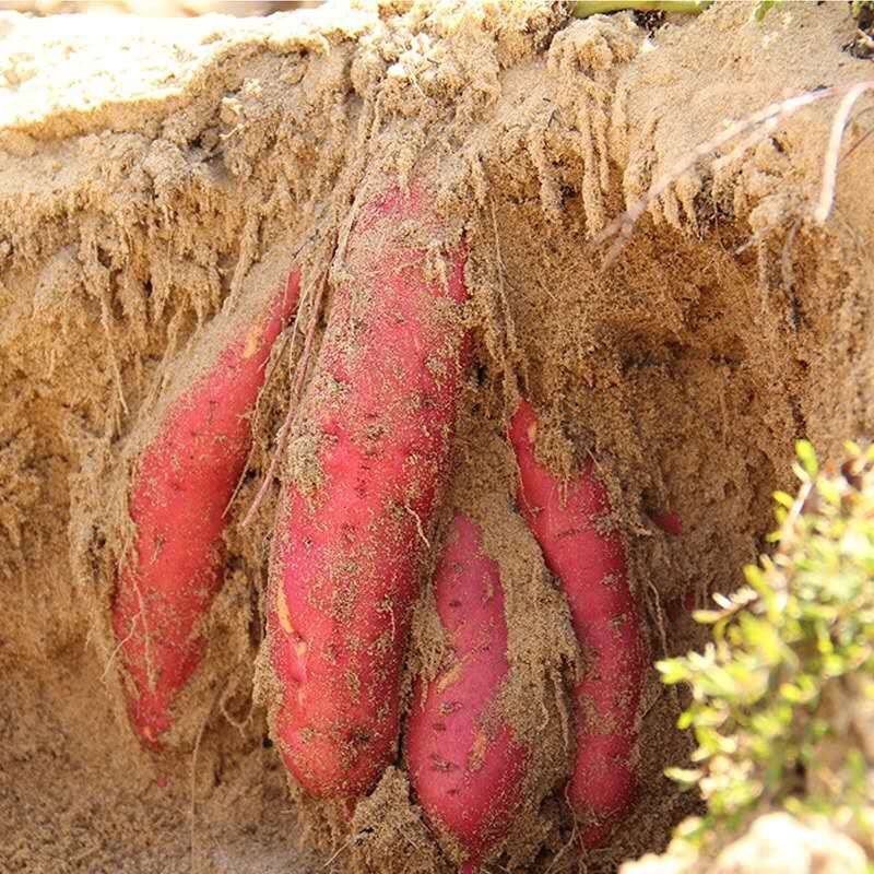 【合川薯大师】农家新鲜沙地黄心红薯番薯粉糯甜蜜薯山芋地瓜