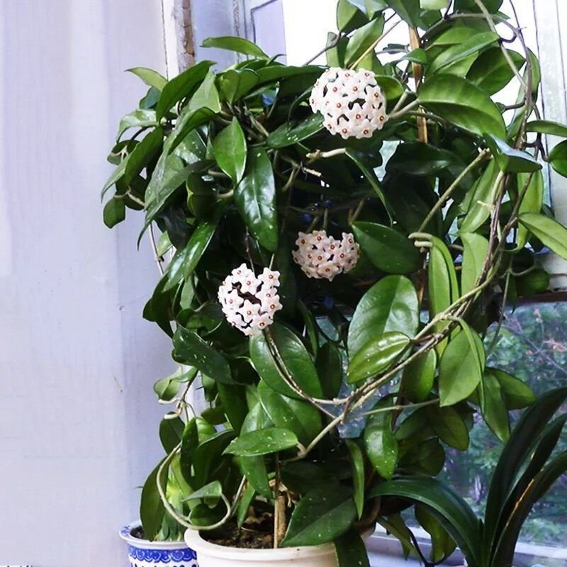心叶心形球兰大苗带花攀爬室内花卉观花植物垂吊绿叶爬藤盆栽