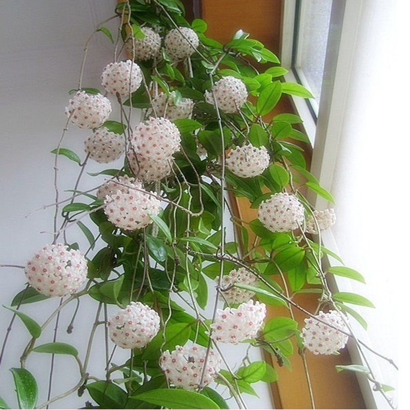 心叶心形球兰大苗带花攀爬室内花卉观花植物垂吊绿叶爬藤盆栽