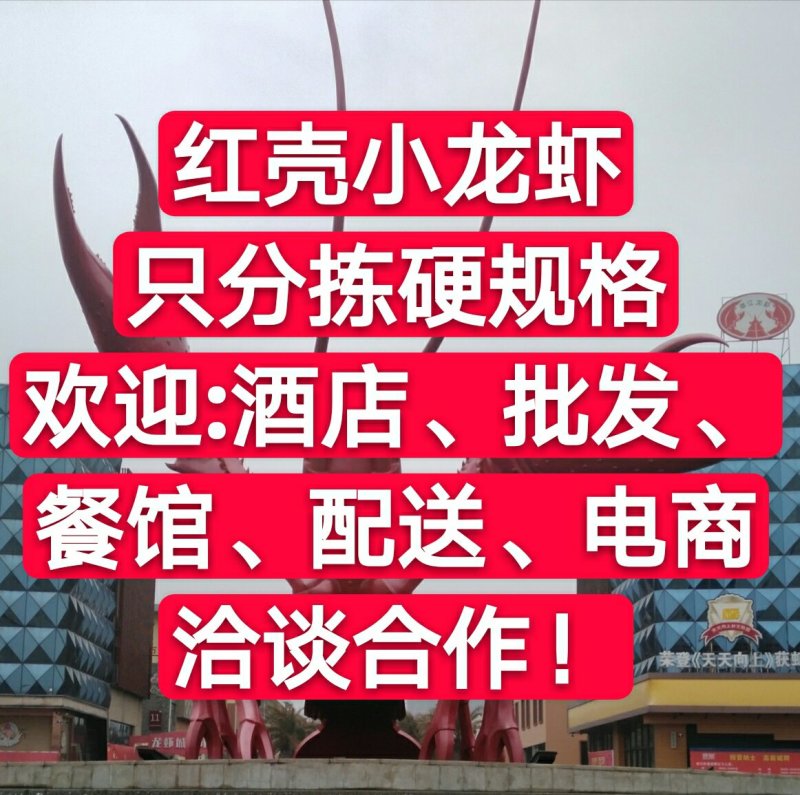 湖北潜江红壳虾小龙虾清水小龙虾全年供应酒店虾庄直供20年