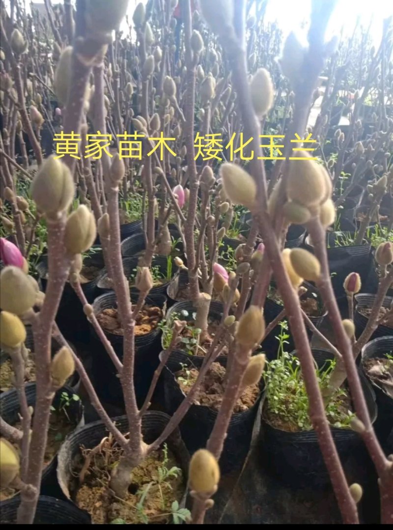 矮化玉兰矮化红玉兰苗矮化黄玉兰苗树型好，全部带花