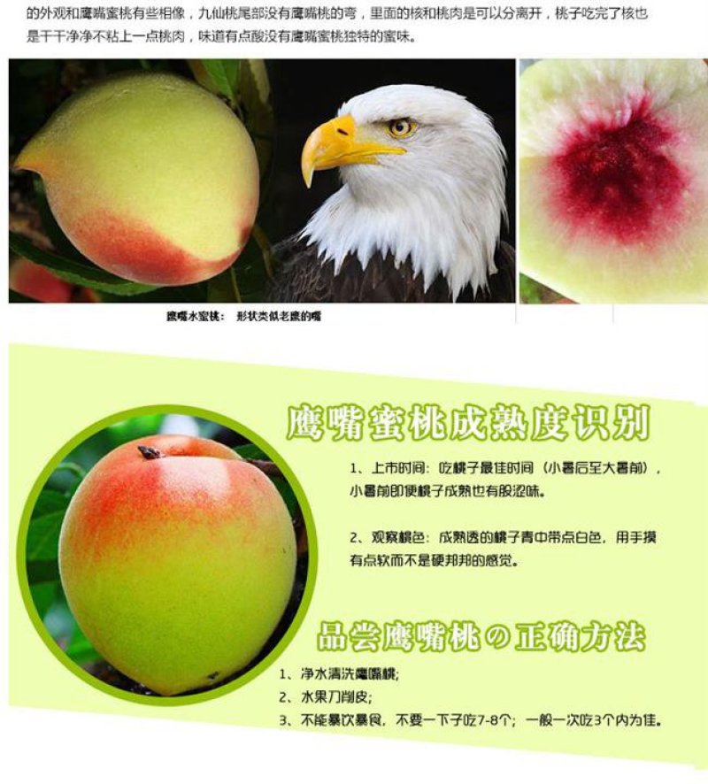 鹰嘴蜜桃苗鹰嘴桃苗嫁接新品种全部现挖现发苗包邮