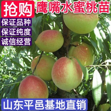 鹰嘴蜜桃苗鹰嘴桃苗嫁接新品种全部现挖现发苗包邮