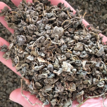 罗布麻茶批发各种规格中药材