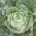 毕节大白菜