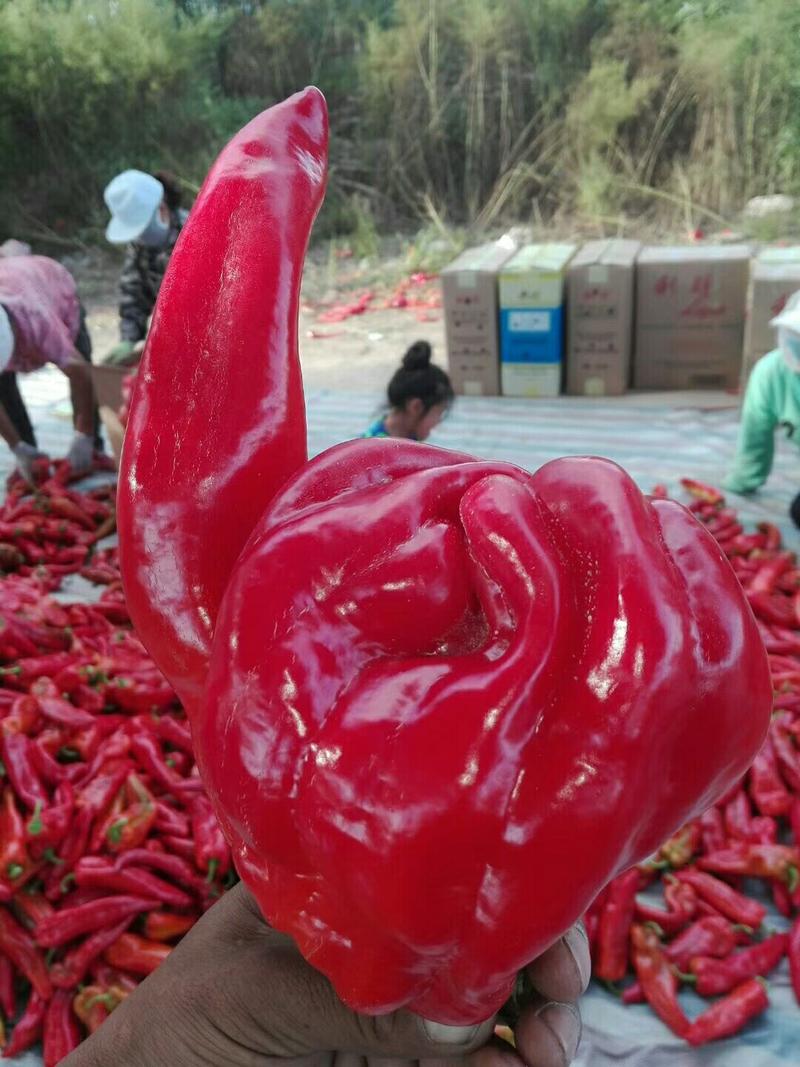红牛角椒