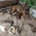 马犬