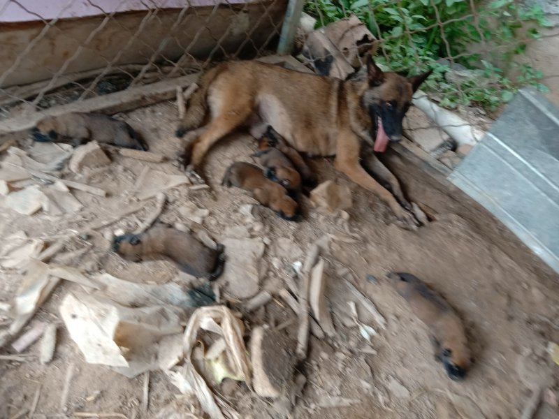 马犬