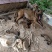 马犬