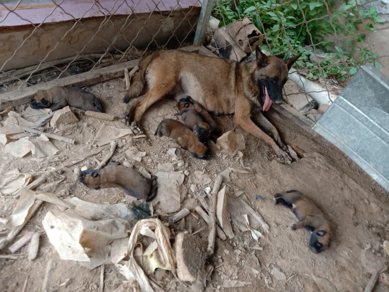 马犬