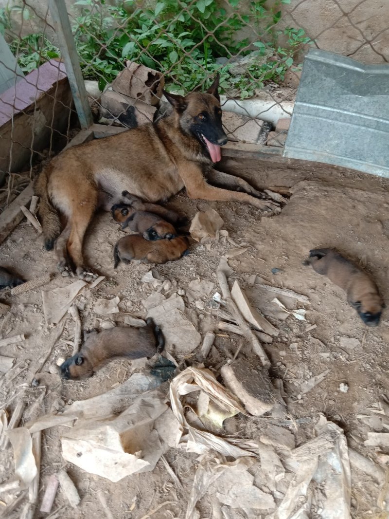 马犬