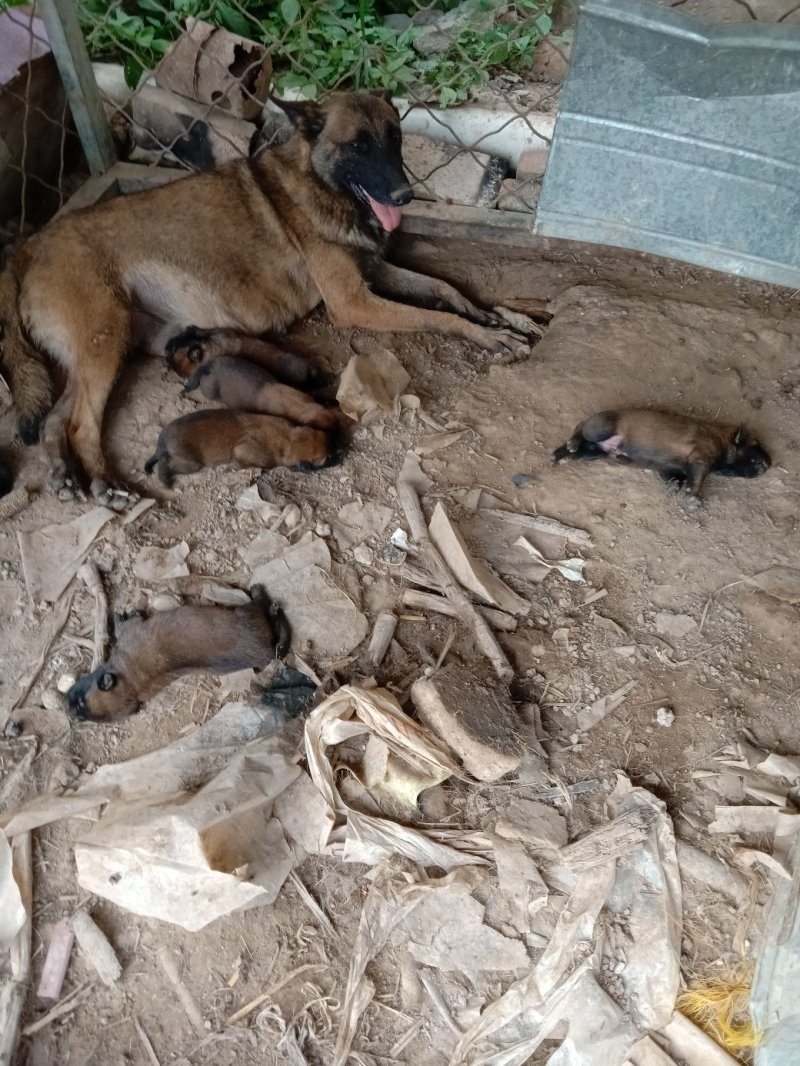 马犬