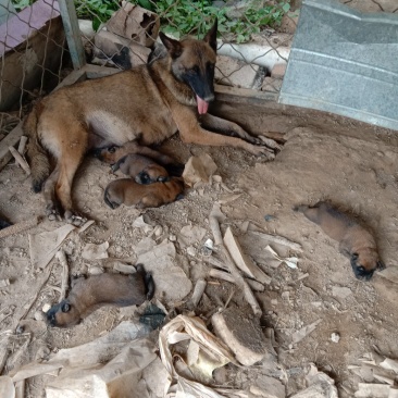 马犬