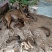 马犬