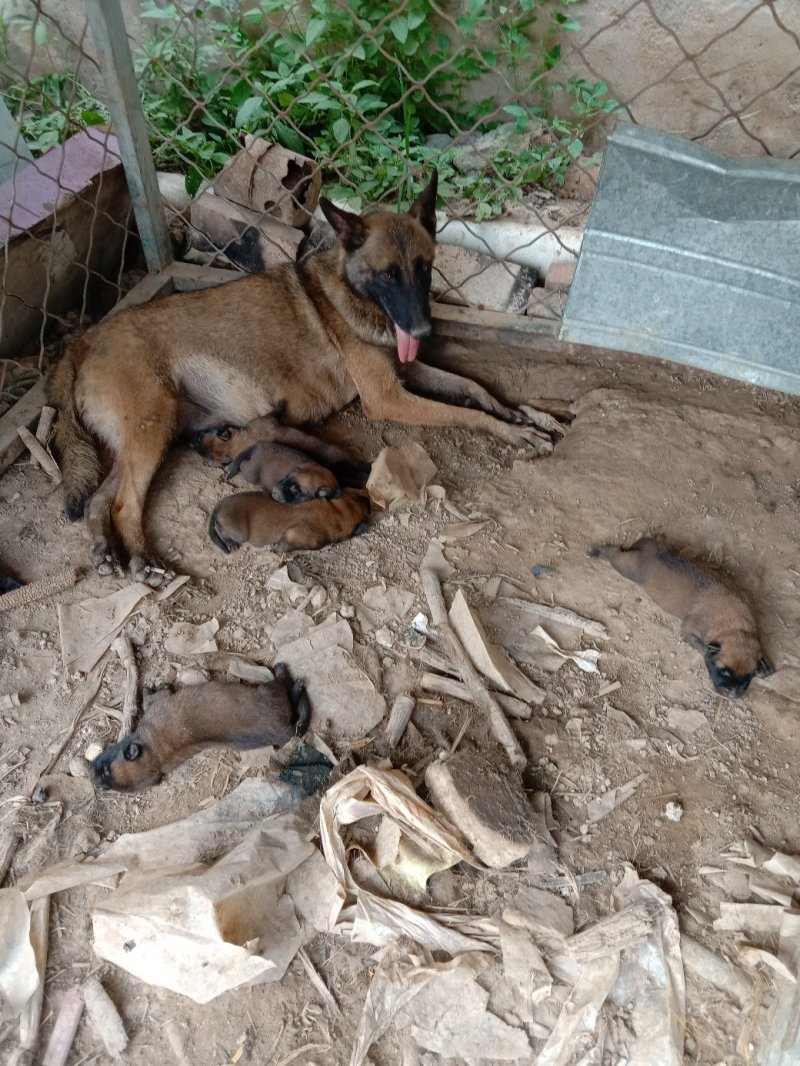 马犬