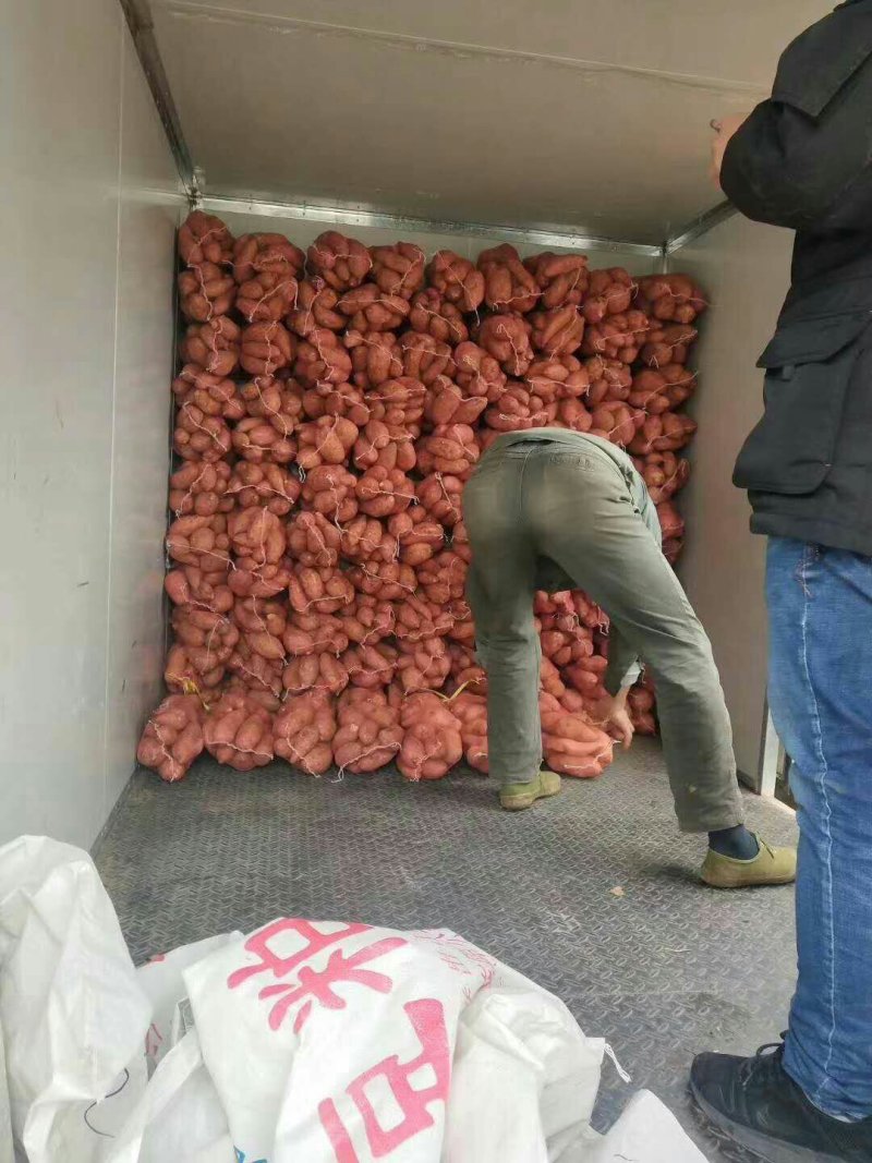 龙薯九号大量上市实力代办按需配货，只要你来电，什么都搞