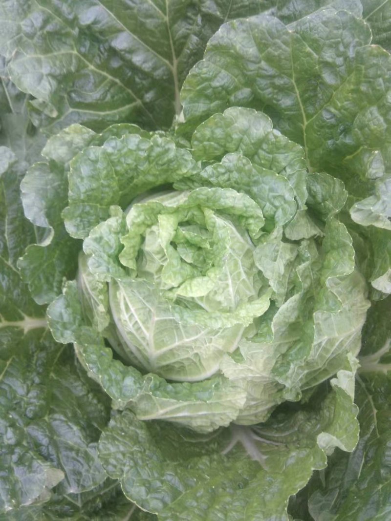 大白菜，量大便宜