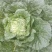 大白菜，量大便宜