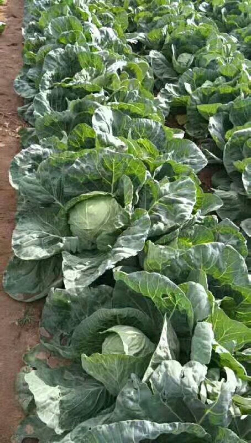 甘蓝2毛来钱