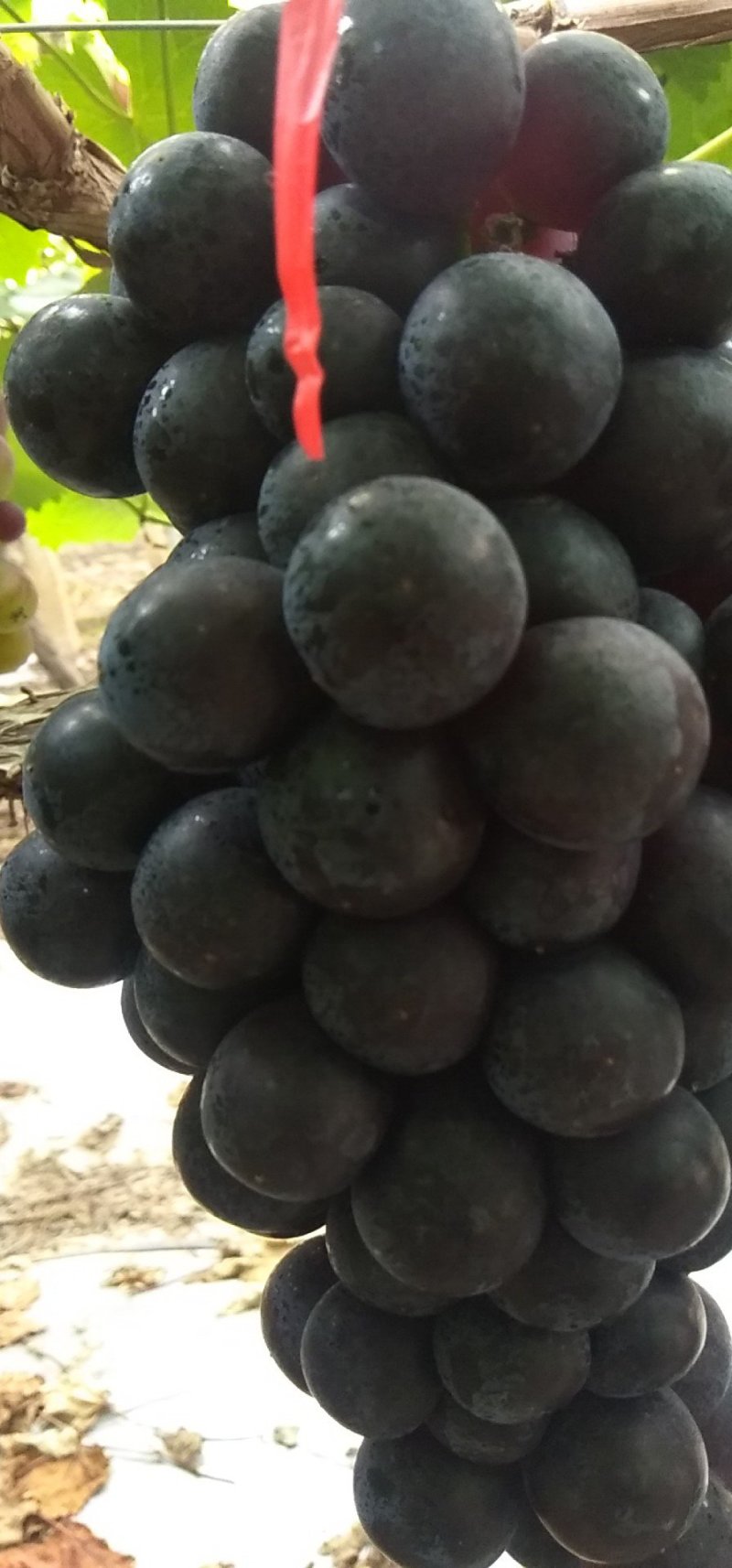 夏黑葡萄