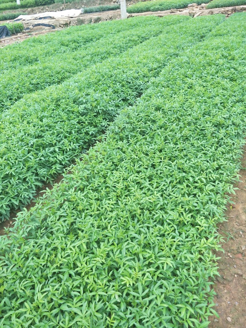 青花椒苗，九叶青花椒苗，基地直供品种保证质量保证