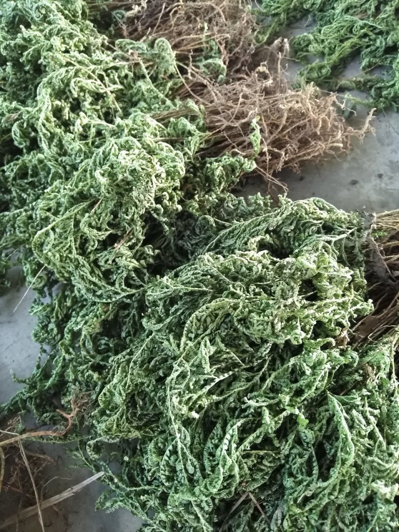 石上柏