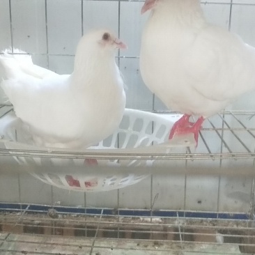 肉鸽乳鸽青年鸽种鸽