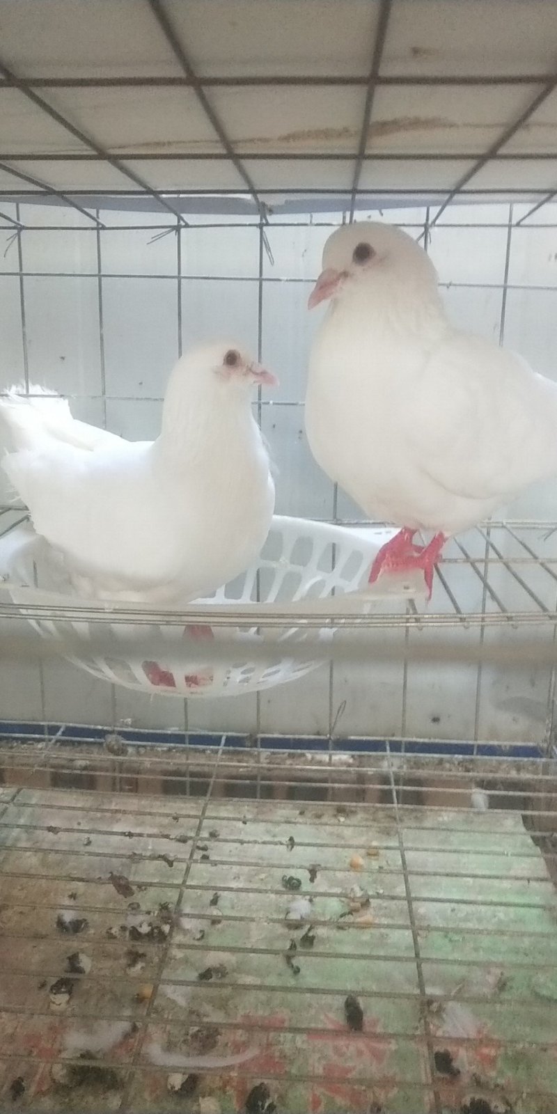 肉鸽乳鸽青年鸽种鸽