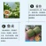 核桃苗嫁接红仁核桃苗包成活种包品种