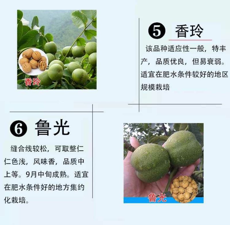 核桃苗嫁接红仁核桃苗包成活种包品种