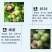 核桃苗嫁接红仁核桃苗包成活种包品种
