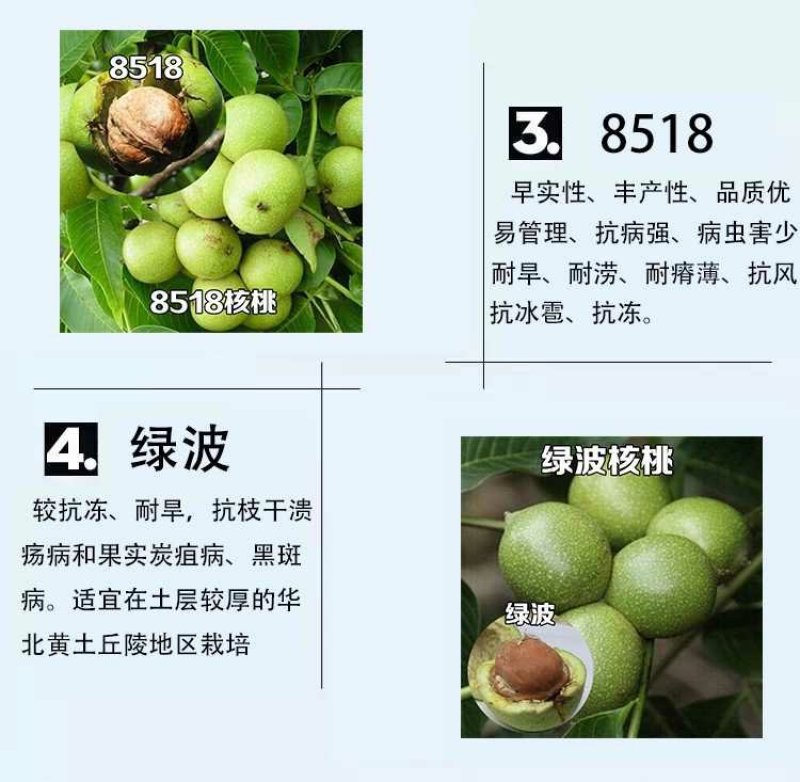 核桃苗嫁接红仁核桃苗包成活种包品种