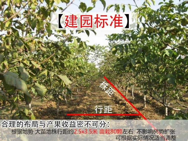 核桃苗嫁接红仁核桃苗包成活种包品种