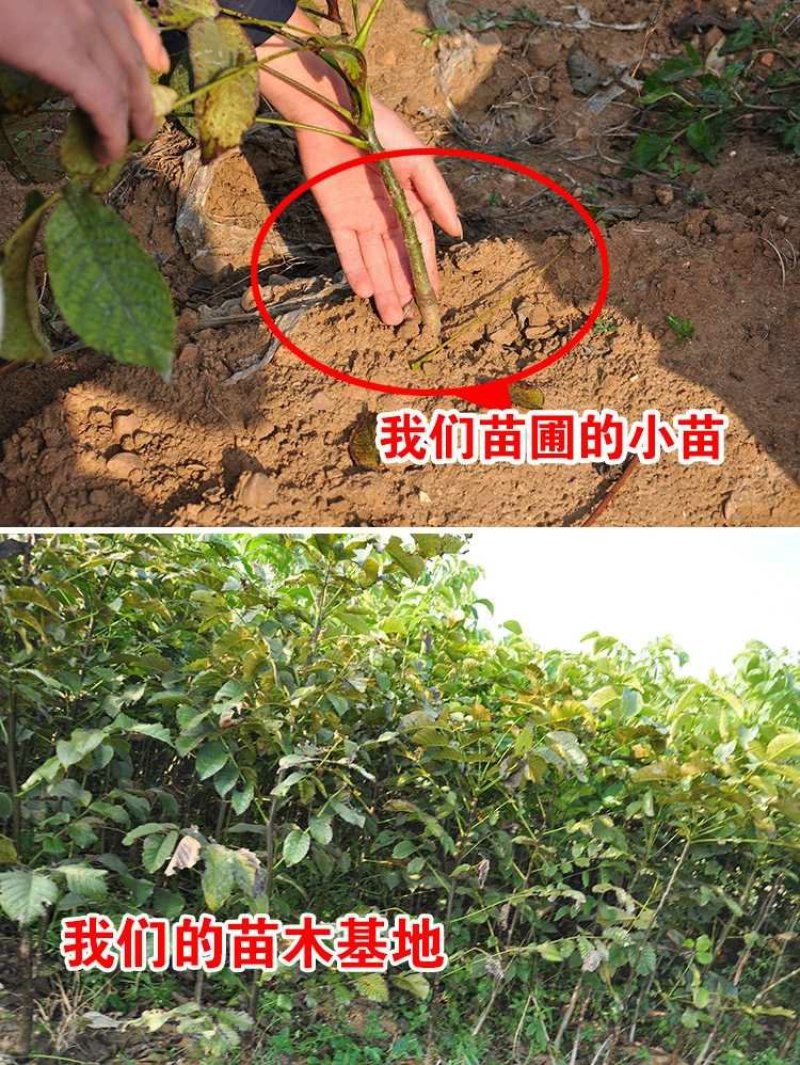 核桃苗嫁接红仁核桃苗包成活种包品种