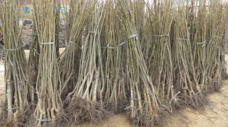 核桃苗嫁接红仁核桃苗包成活种包品种