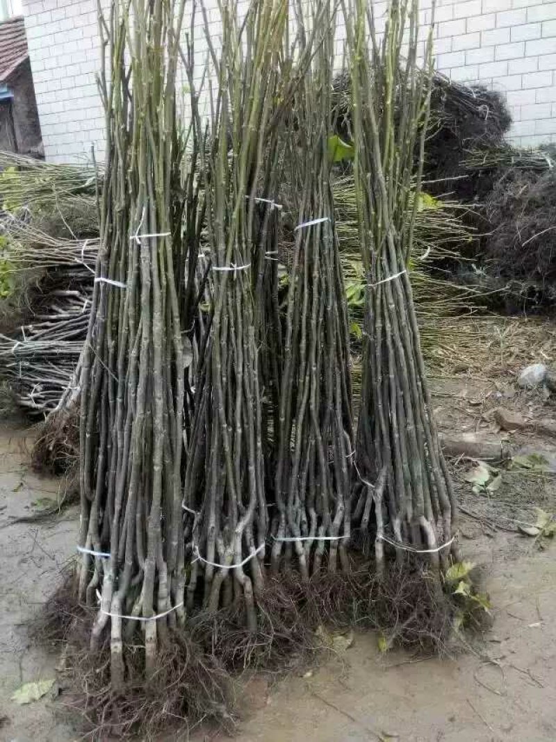核桃苗嫁接红仁核桃苗包成活种包品种