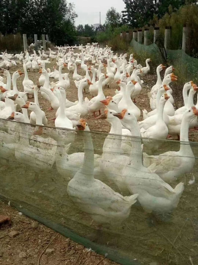 土鹅