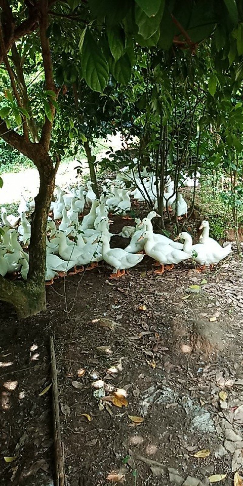 供应大鸭M18
