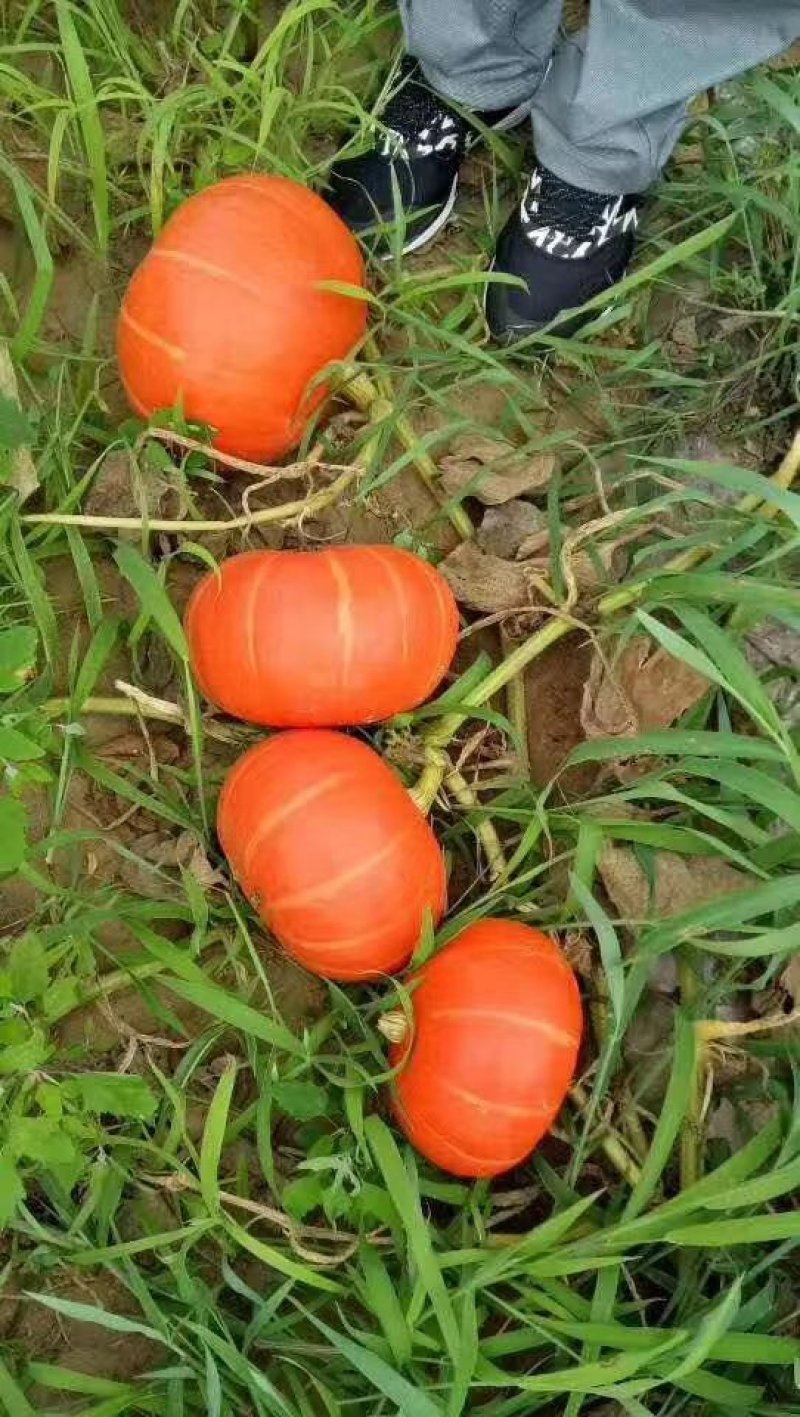 南瓜