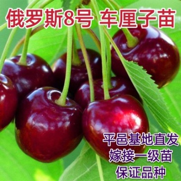 俄罗斯8号大樱桃苗含香抗寒南北方均可种植包邮不限量