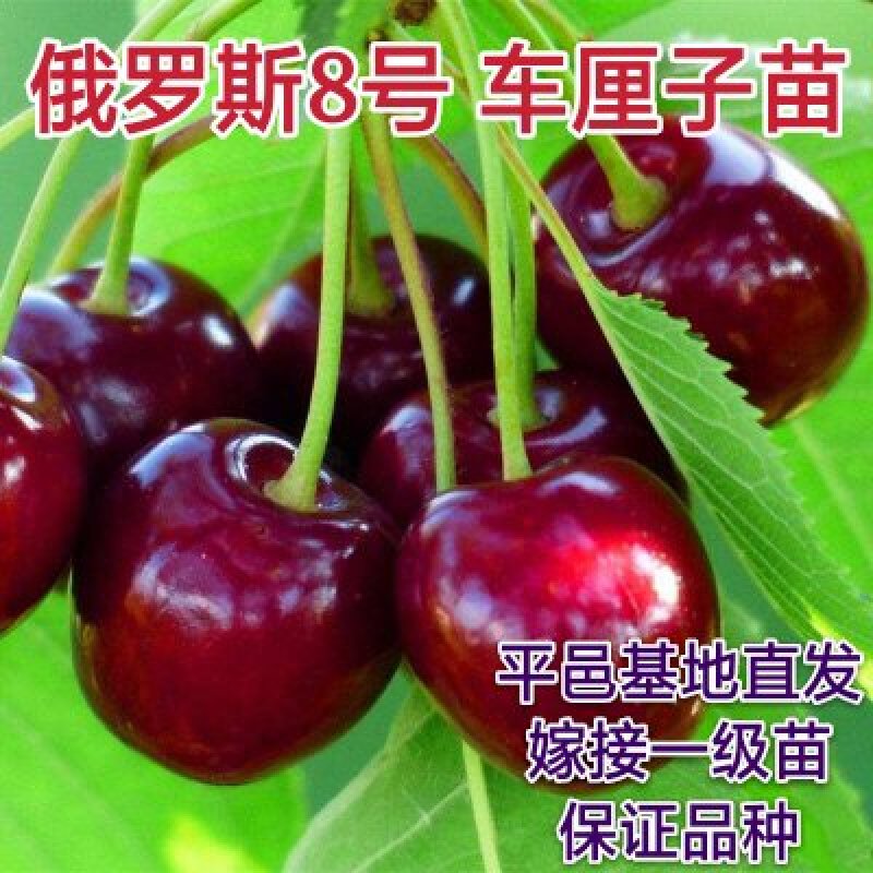 俄罗斯8号大樱桃苗含香抗寒南北方均可种植包邮不限量