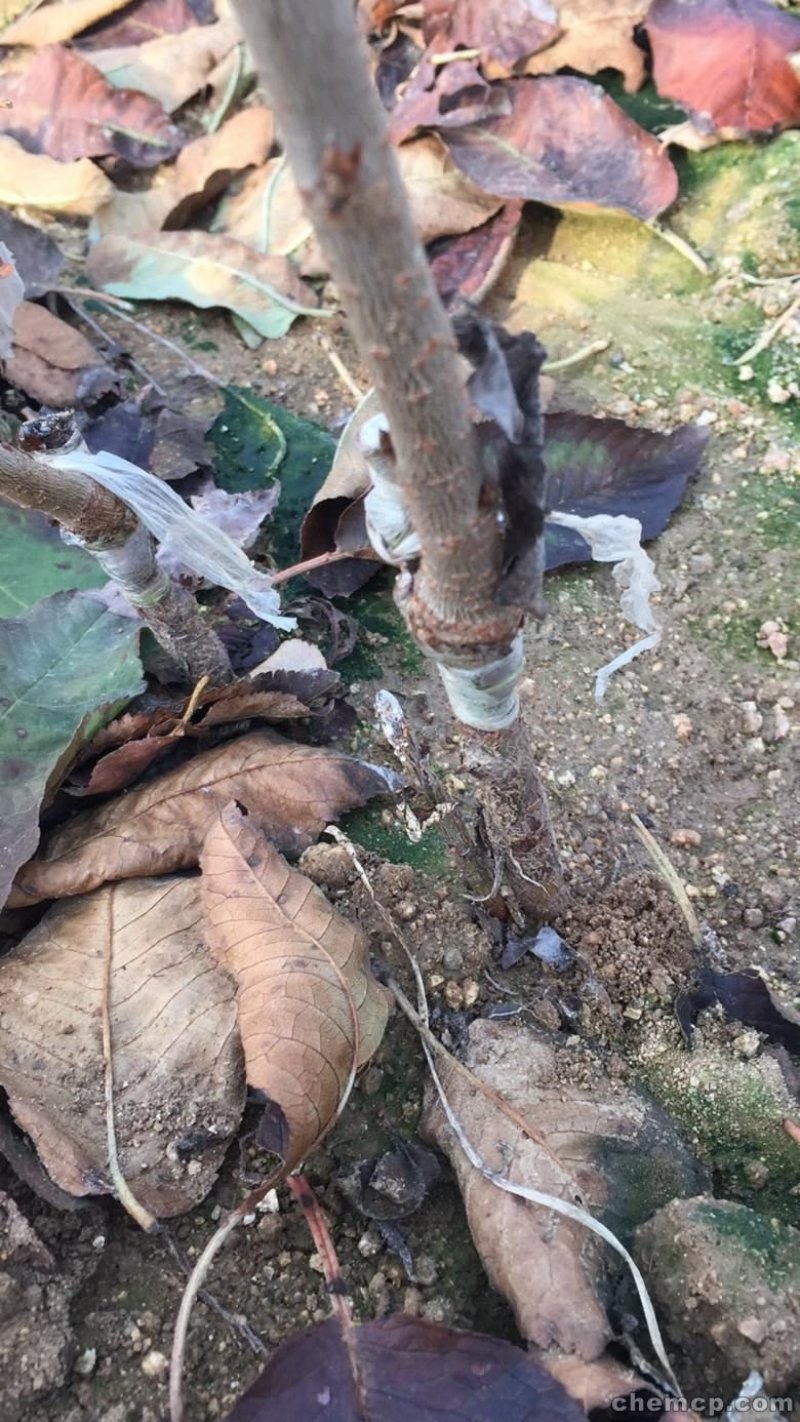 俄罗斯8号大樱桃苗含香抗寒南北方均可种植包邮不限量