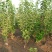 俄罗斯8号大樱桃苗含香抗寒南北方均可种植包邮不限量