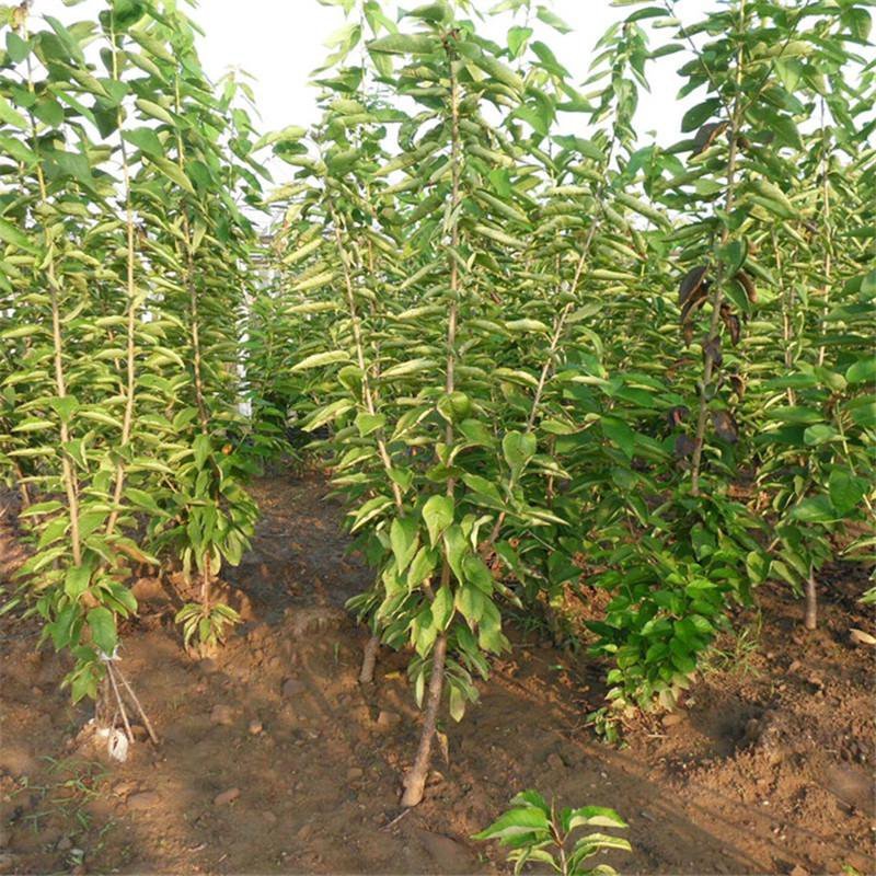 俄罗斯8号大樱桃苗含香抗寒南北方均可种植包邮不限量