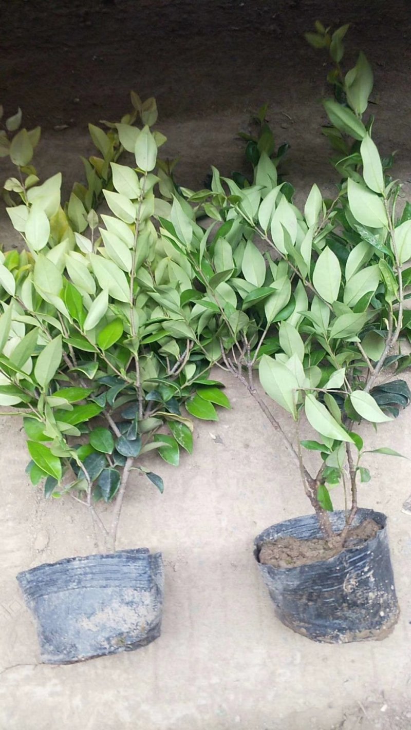 绿化色块绿篱苗金森女贞大杯大杯金森女贞