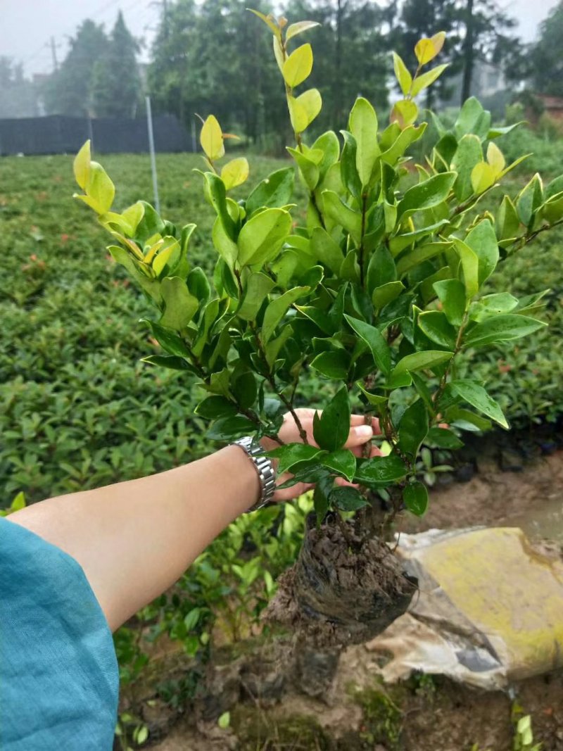 绿化色块绿篱苗金森女贞大杯大杯金森女贞