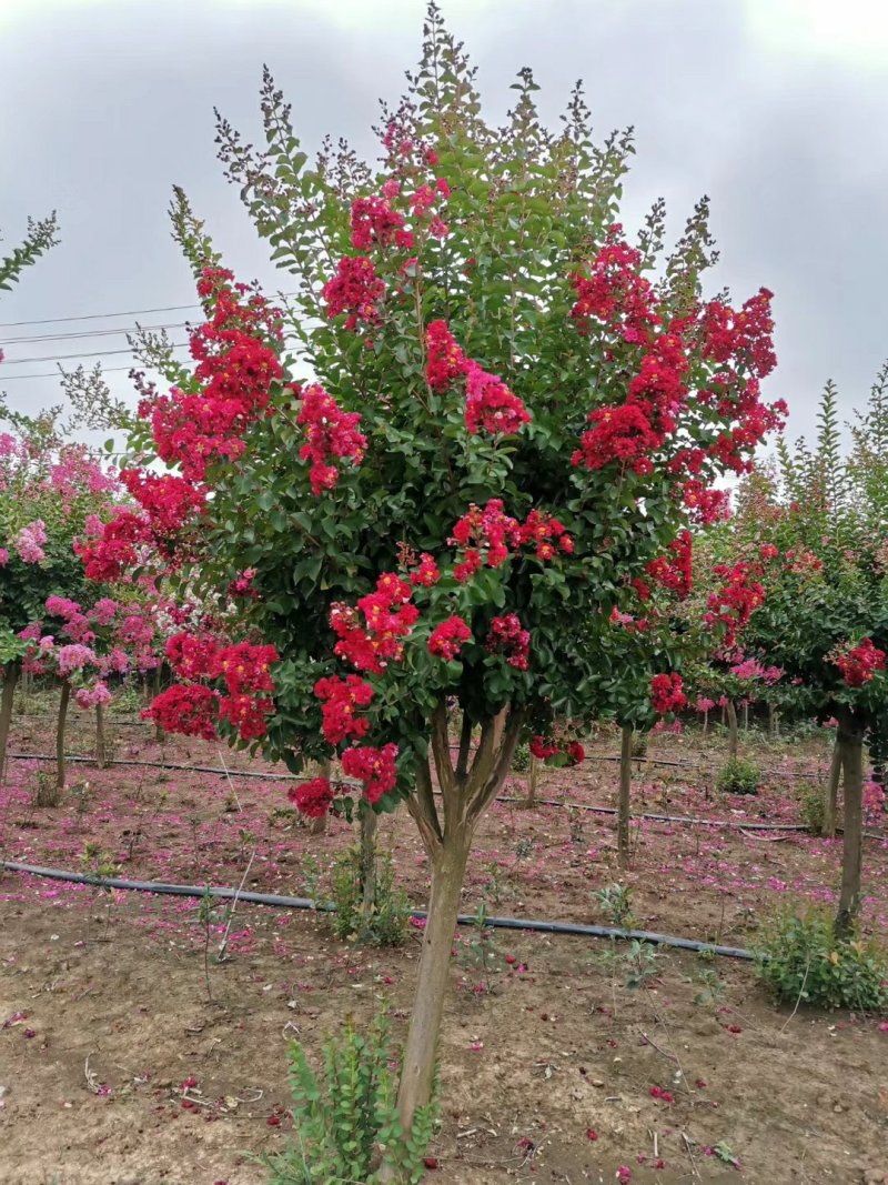 红花紫薇，红火箭，红火球，天鹅绒，国旗红，百日红夏天开花